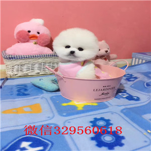 许昌哪里能买到纯种俊介俊介多少钱一只纯种俊