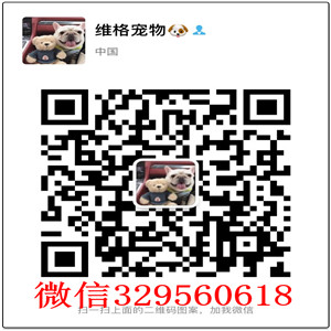  荆州哪里有卖俊介犬白色俊介多少钱哈多利球