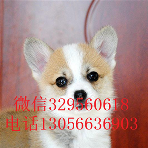  松原哪里有卖双色柯基柯基犬价格威尔士小短