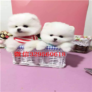  哈尔滨哪里能买到纯种俊介犬宠物狗俊介犬网红明星俊介同款