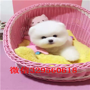  济南哪里出售俊介犬宠物狗    济南俊介犬茶