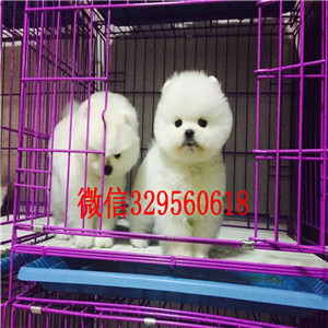  齐齐哈尔哪里能买到纯种俊介犬俊介犬图片俊介犬好养吗