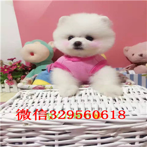  攀枝花哪里出售俊介犬小体俊介犬俊介幼犬多少钱一只