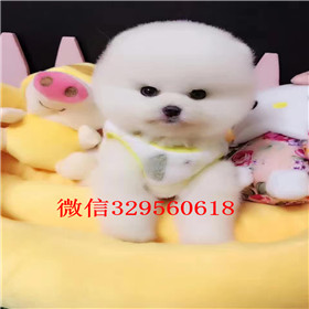  东营哪里能买到纯种俊介犬茶杯犬俊介犬茶杯狗博美俊介犬