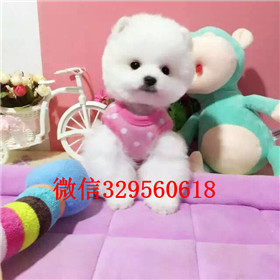  济南哪里有卖俊介犬宠物狗俊介犬哈多利博美俊介