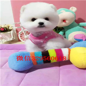  包头哪里有卖俊介犬宠物狗俊介犬小体博美俊