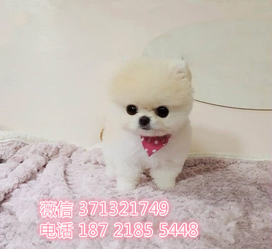 南京俊介犬出售纯种，小型犬狗狗，南京基地特价