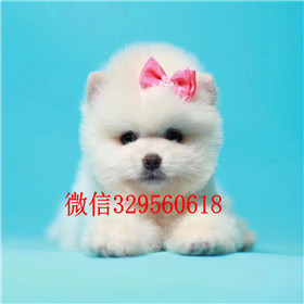  苏州哪里出售俊介犬茶杯犬俊介犬小体博美俊介多少钱