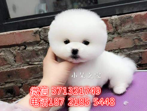 南京俊介犬出售纯种幼犬，南京小型犬 南京茶杯