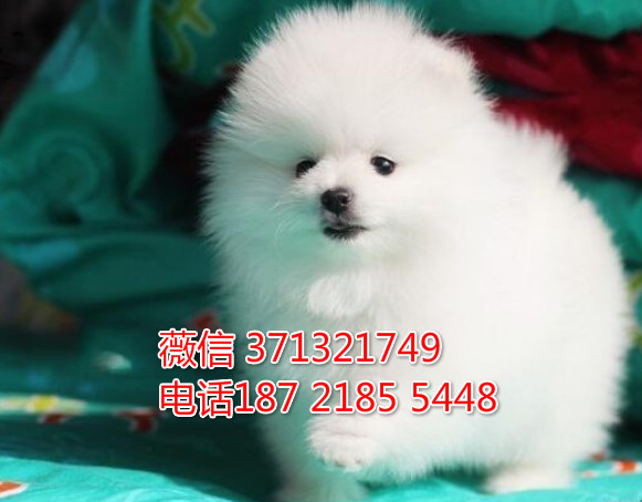 俊介犬出售纯种，哈尔滨狗场繁殖出售，特价俊介犬