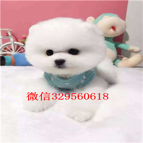  南京哪里有卖俊介犬俊介犬价格俊介幼犬多少钱一只