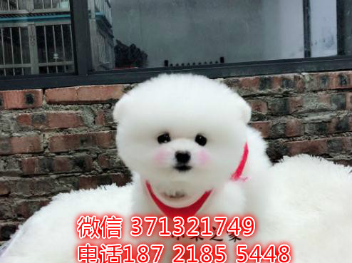 俊介犬出售白色茶杯狗狗，一窝小俊介犬，济南犬舍