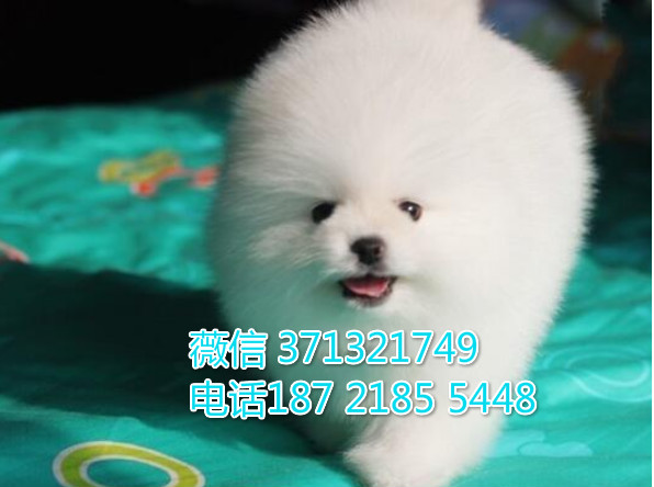 俊介犬出售纯种，哈尔滨狗场繁殖出售，特价俊介犬狗狗