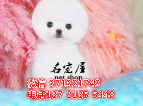 俊介犬出售纯种幼犬 博美犬出售茶杯 合肥犬舍