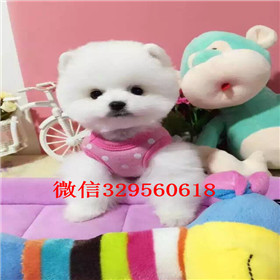  齐齐哈尔哪里有卖俊介犬白色俊介犬俊介犬好养吗