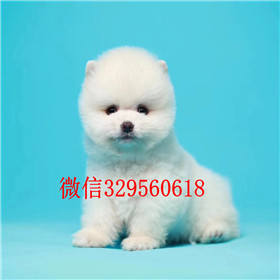  太原哪里出售俊介犬白色俊介犬俊介犬掉毛吗