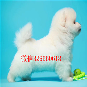  苏州哪里出售俊介犬茶杯犬俊介犬小体博美俊介多少钱