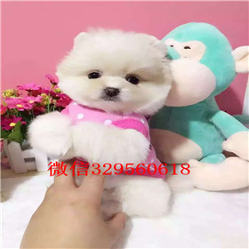  杭州哪里出售俊介犬小体俊介犬俊介犬长大可