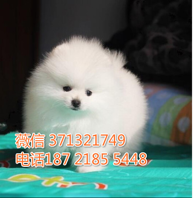 俊介犬出售纯种，哈尔滨狗场繁殖出售，特价俊介犬狗狗