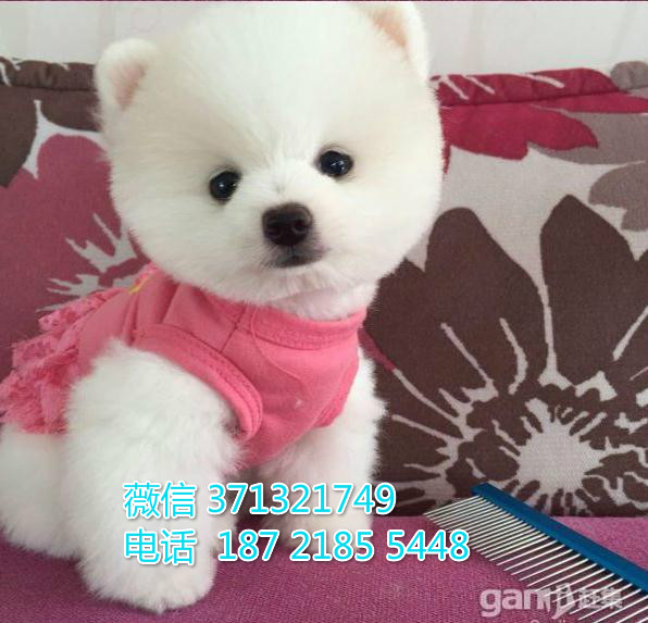 俊介犬出售纯种幼犬，小型犬活泼聪明的 茶杯犬 苏州犬舍