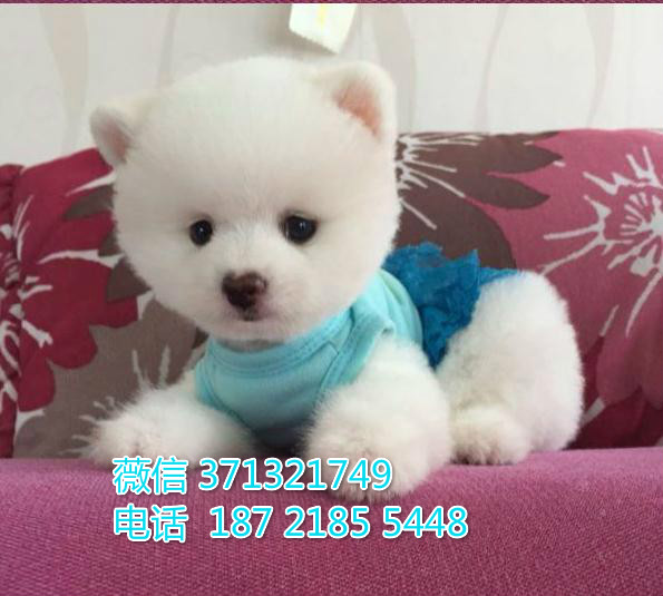 俊介犬出售纯种幼犬，小型犬活泼聪明的 茶杯犬 苏州犬舍