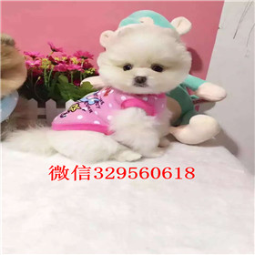  杭州哪里出售俊介犬小体俊介犬俊介犬长大可爱吗