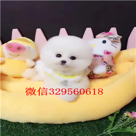  厦门哪里有卖俊介犬俊介犬价格网红明星俊介