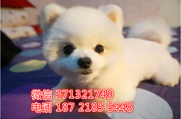 俊介犬出售白色茶杯狗狗，一窝小俊介犬，天津犬舍