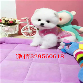  济南哪里有卖俊介犬宠物狗俊介犬哈多利博美