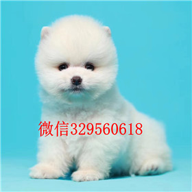  武汉哪里有卖纯种俊介犬俊介犬多少钱白色俊