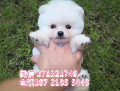 俊介犬出售纯种幼犬，小型犬俊介狗狗，包健康西安