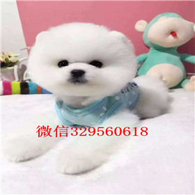  南京哪里有卖俊介犬俊介犬价格俊介幼犬多少钱一只