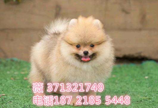 博美犬出售茶杯犬俊介犬狗狗，福州俊介犬出售，犬舍哪里有