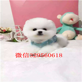  南京哪里有卖俊介犬俊介犬价格俊介幼犬多少