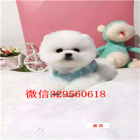  许昌哪里有卖俊介犬超小袖珍犬俊介小体博美