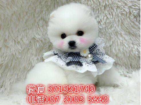 南京俊介犬出售纯种幼犬，南京小型犬 南京茶杯犬 南京狗场