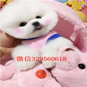  呼和浩特哪里能买到纯种俊介犬黄色俊介犬哈