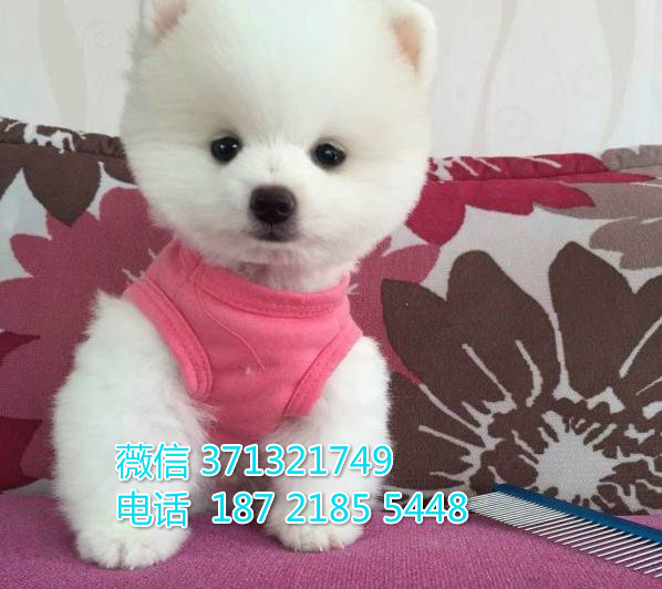 俊介犬出售纯种幼犬，小型犬活泼聪明的 茶杯犬 