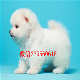  驻马店哪里出售俊介犬俊介犬价格网红明星俊介同款