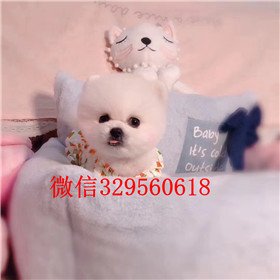  苏州哪里有卖纯种俊介犬俊介犬价格多少长不大的白色狗狗俊介幼犬球形