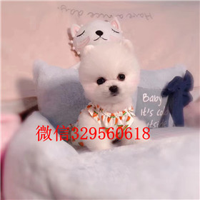  青岛哪里有卖纯种俊介犬俊介犬价格多少长不