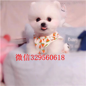  福州哪里有卖纯种俊介犬俊介犬价格多少黄色