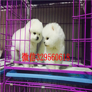  西安哪里有卖纯种俊介犬俊介犬长大多重白色