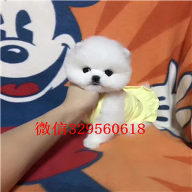  南京哪里有卖纯种俊介犬俊介犬价格多少长不大的白色狗狗俊介犬图片