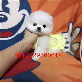  南京哪里有卖纯种俊介犬俊介犬价格多少长不