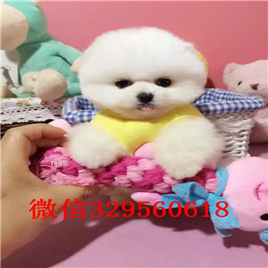  齐齐哈尔哪里有卖纯种俊介犬俊介造型多少钱