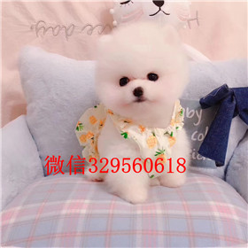  杭州哪里有卖纯种俊介犬俊介犬价格多少黄色俊介犬韩版俊介哈多利球体