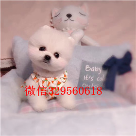  苏州哪里有卖纯种俊介犬俊介犬价格多少长不大的白色狗狗俊介幼犬球形