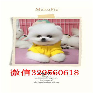  衡阳哪里有卖纯种俊介犬俊介造型多少钱黄色