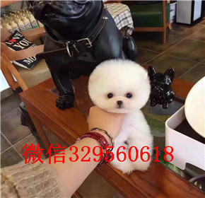  太原哪里能买到俊介犬俊介犬多少钱白色俊介犬韩版俊介哈多利球体